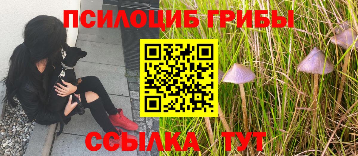Псилоцибиновые грибы Cubensis Белгород